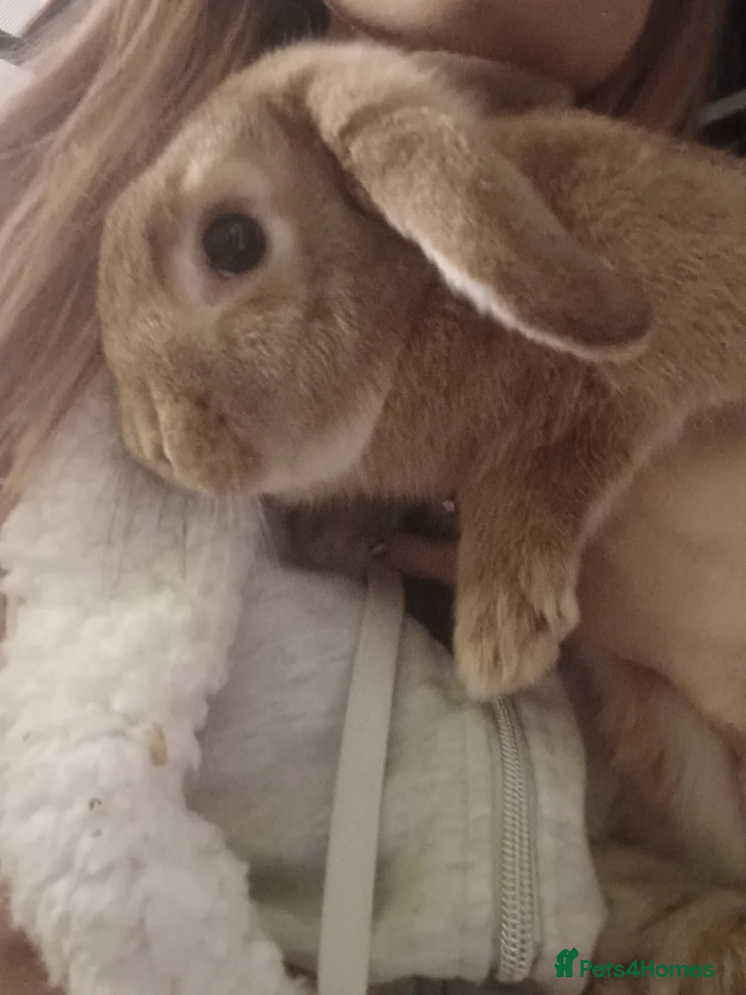 Mixed Breed rabbits for sale: Thumper  - Advert 1