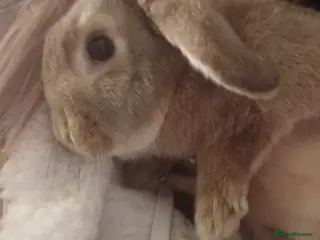 Mixed Breed rabbits Thumper - Advert 9
