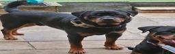 Rottweiler dogs for stud: Rottweiler stud halifax proven  in Halifax - Advert 7