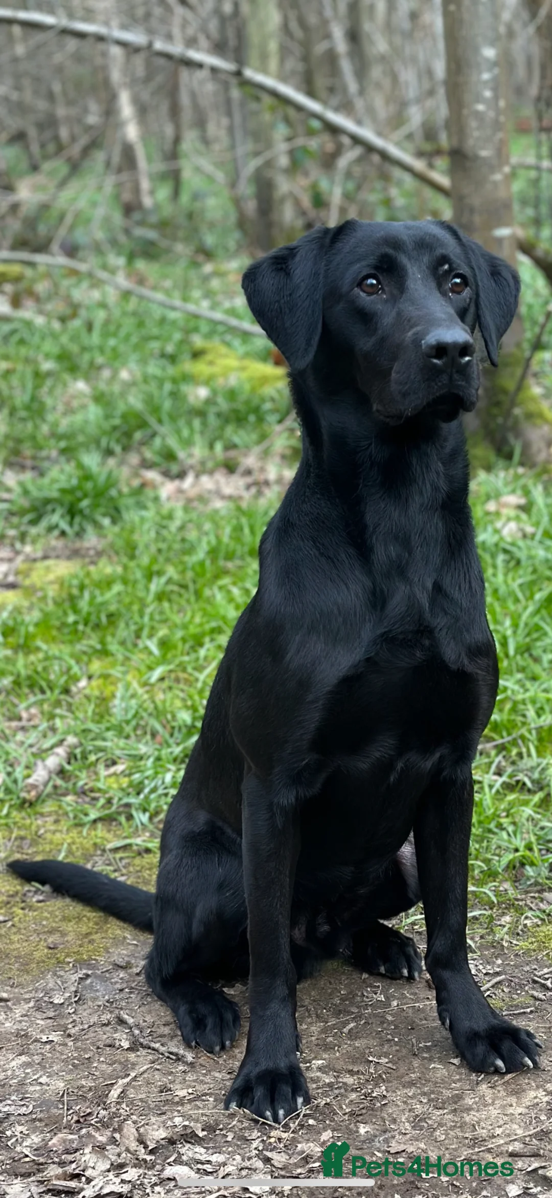 Labrador Retriever dogs for sale: 4 Labrador Puppies - DRAKESHEAD - Advert 11