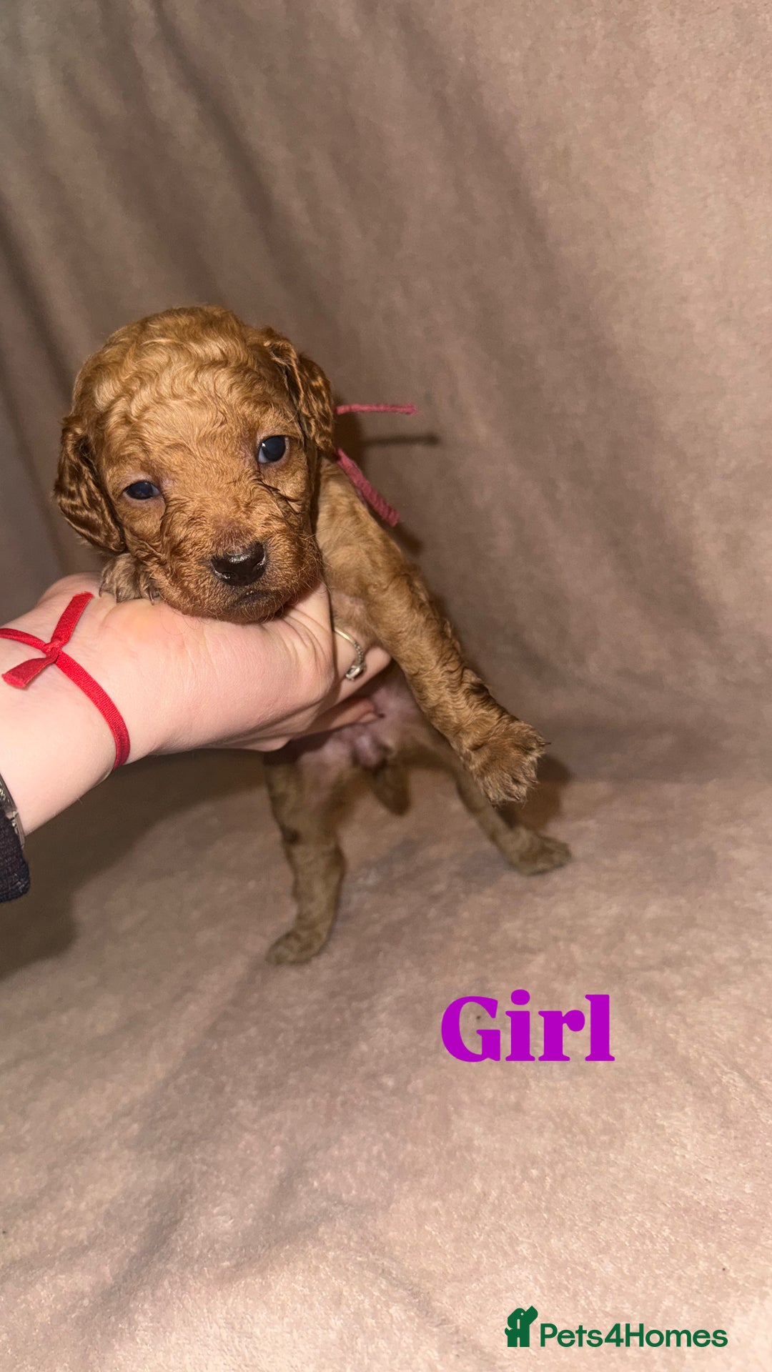 Cockapoo dogs for sale: Cockapoo Puppies  - Advert 11