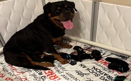 Rottweiler dogs for sale: Beautiful Rottweiler Puppies For Sale 🐾🖤 - Image 10