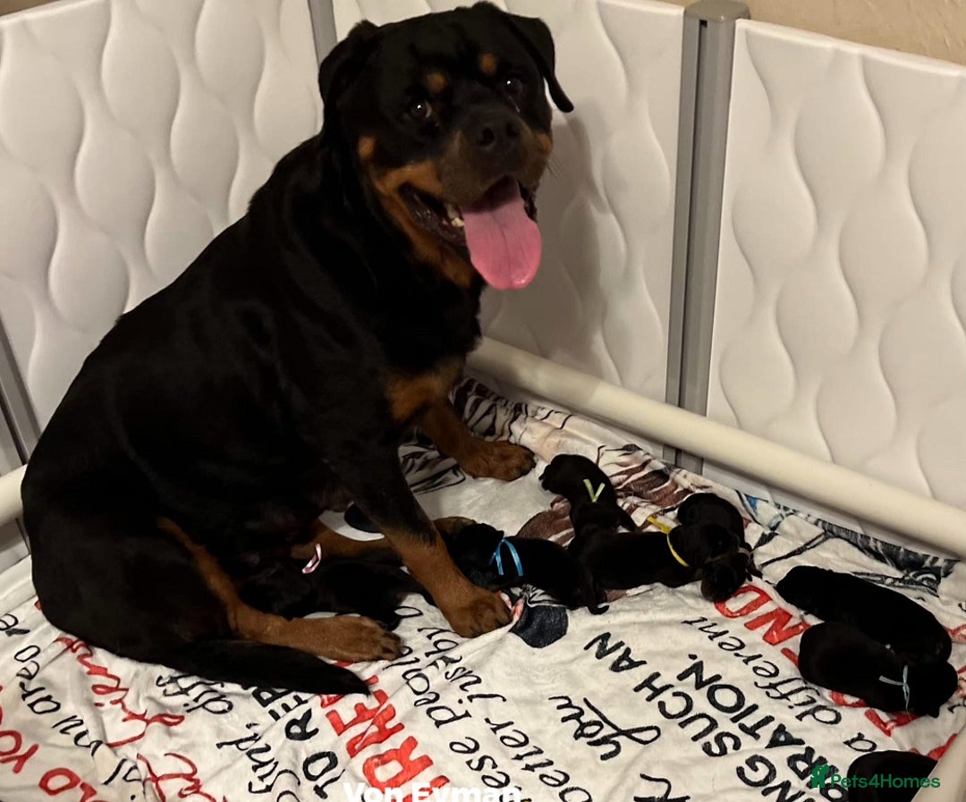Rottweiler dogs for sale: Beautiful Rottweiler Puppies For Sale 🐾🖤 - Image 10