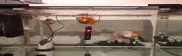 Fancy Goldfish fish for sale: tank with 3 fancy goldfishes - Advert 1