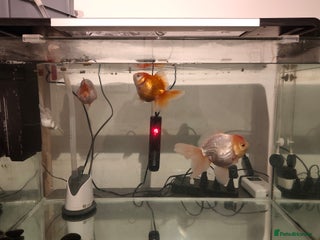 Fancy Goldfish fish tank with 3 fancy goldfishes - Advert 1