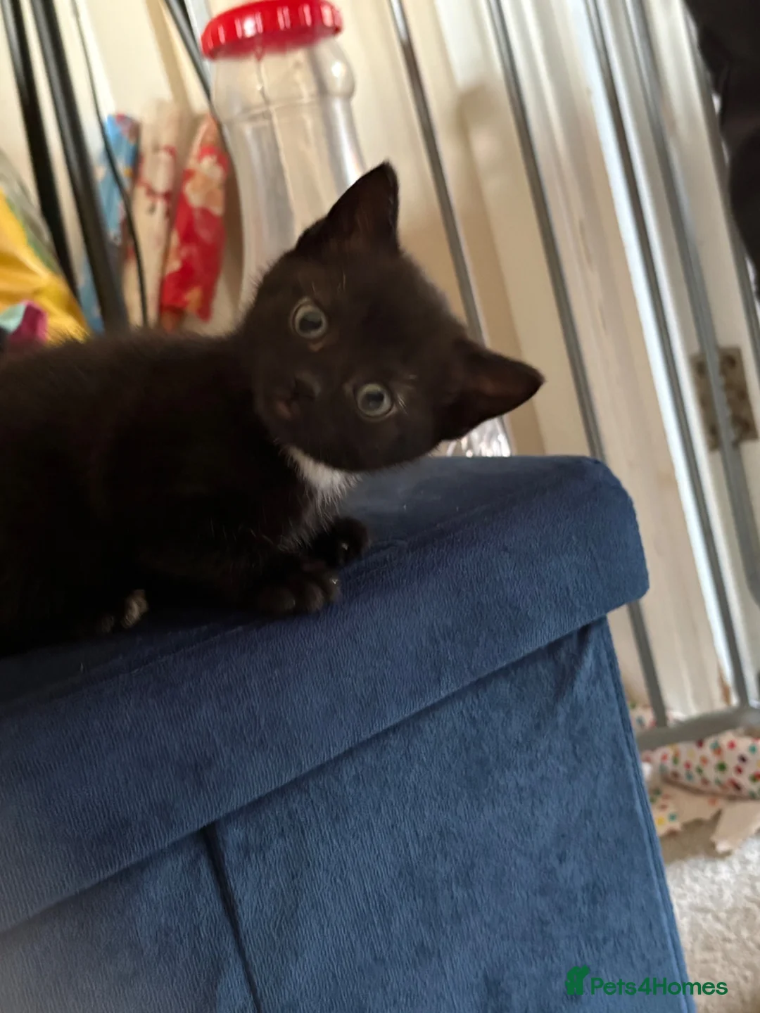 Mixed Breed cats for sale: 3 beautiful kittens for sale. - Advert 10