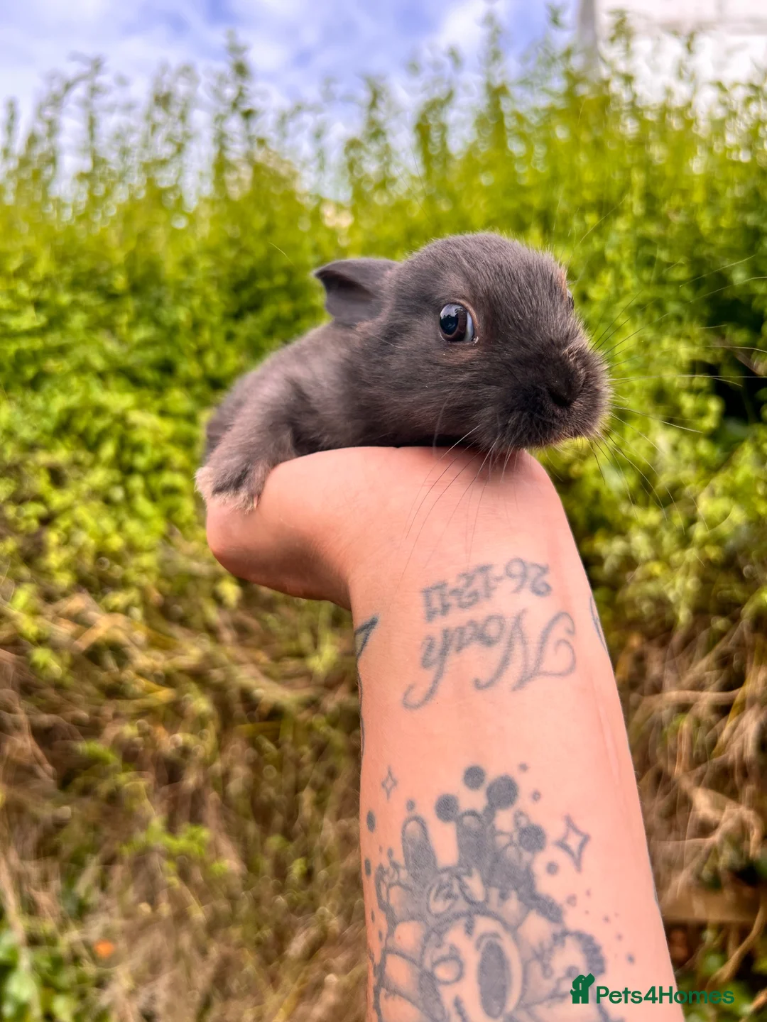 Mixed Breed rabbits for sale: Mixed bunnies  - Advert 2