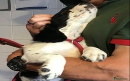 Cocker Spaniel dogs for sale: LAST PUPPY, READY 2 GO, 5* COCKER SPANIELS - Image 12