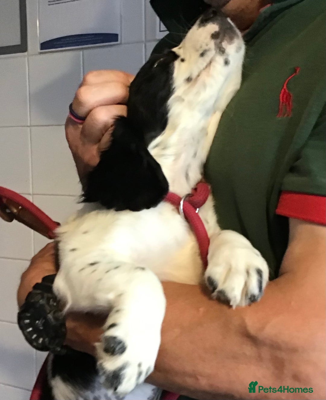 Cocker Spaniel dogs for sale: LAST PUPPY, READY 2 GO, 5* COCKER SPANIELS - Image 12