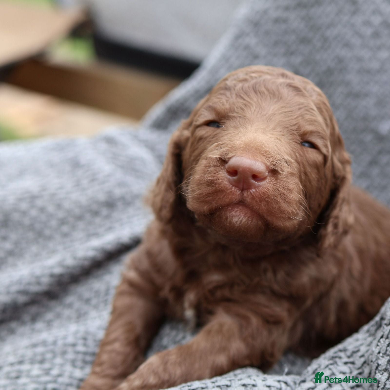 Labradoodle dogs ✨️Solstice Babies , Ready 4 Homes Late August✨️  - Advert 2