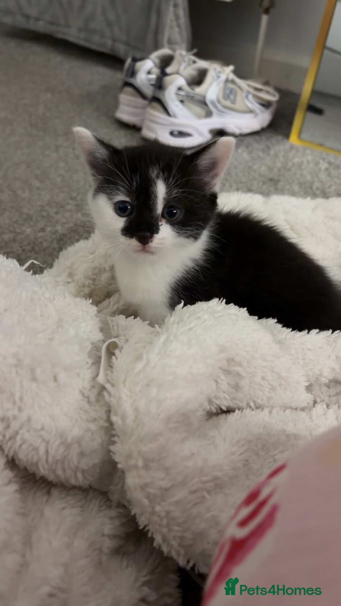 Mixed Breed cats 3 gorgeous cuddly kittens  - Advert 2