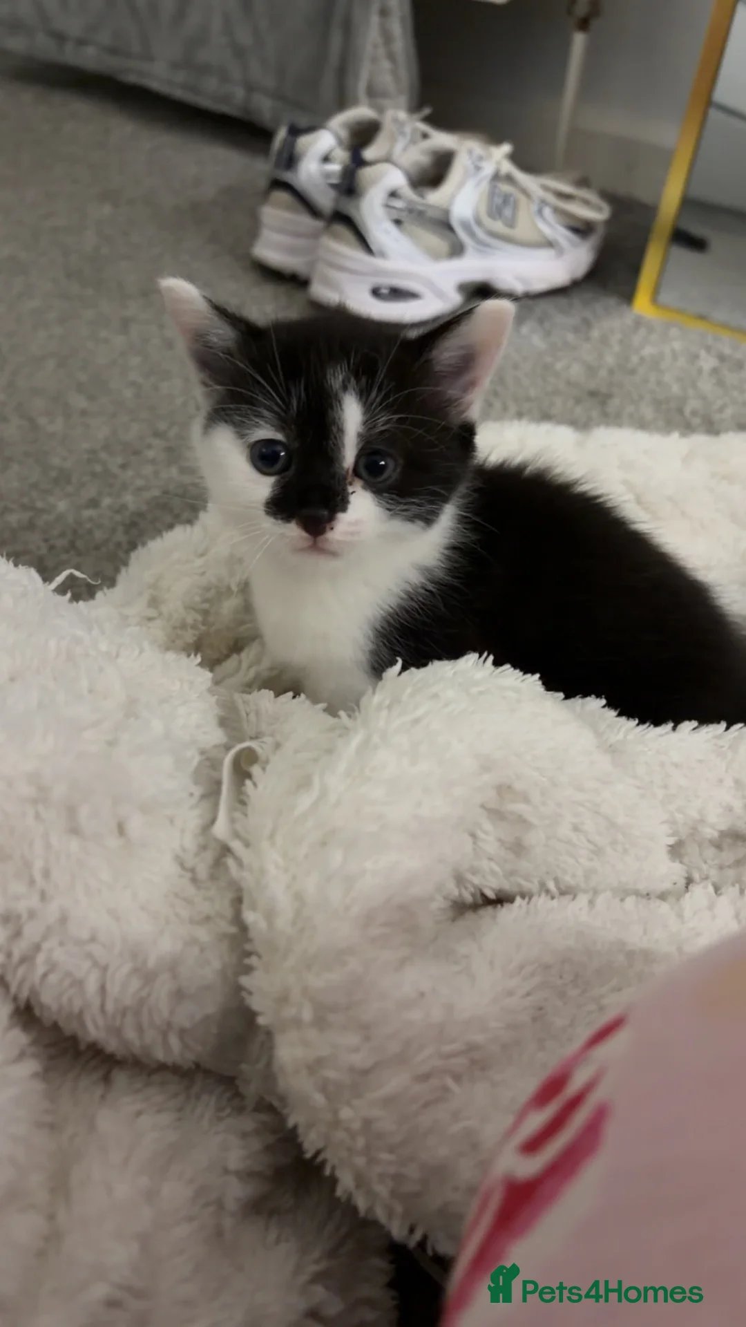 Mixed Breed cats for sale: 3 gorgeous cuddly kittens  - Advert 2