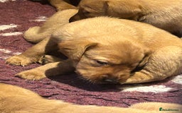 Labrador Retriever dogs for sale: Beautiful fox red and yellow lab puppies  - Image 21