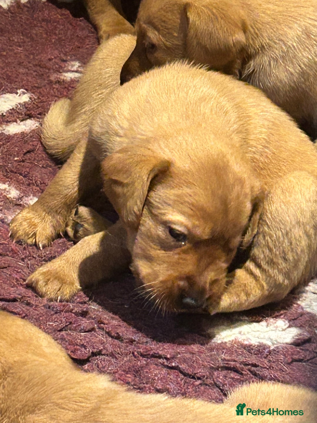Labrador Retriever dogs for sale: Beautiful fox red and yellow lab puppies  - Image 21