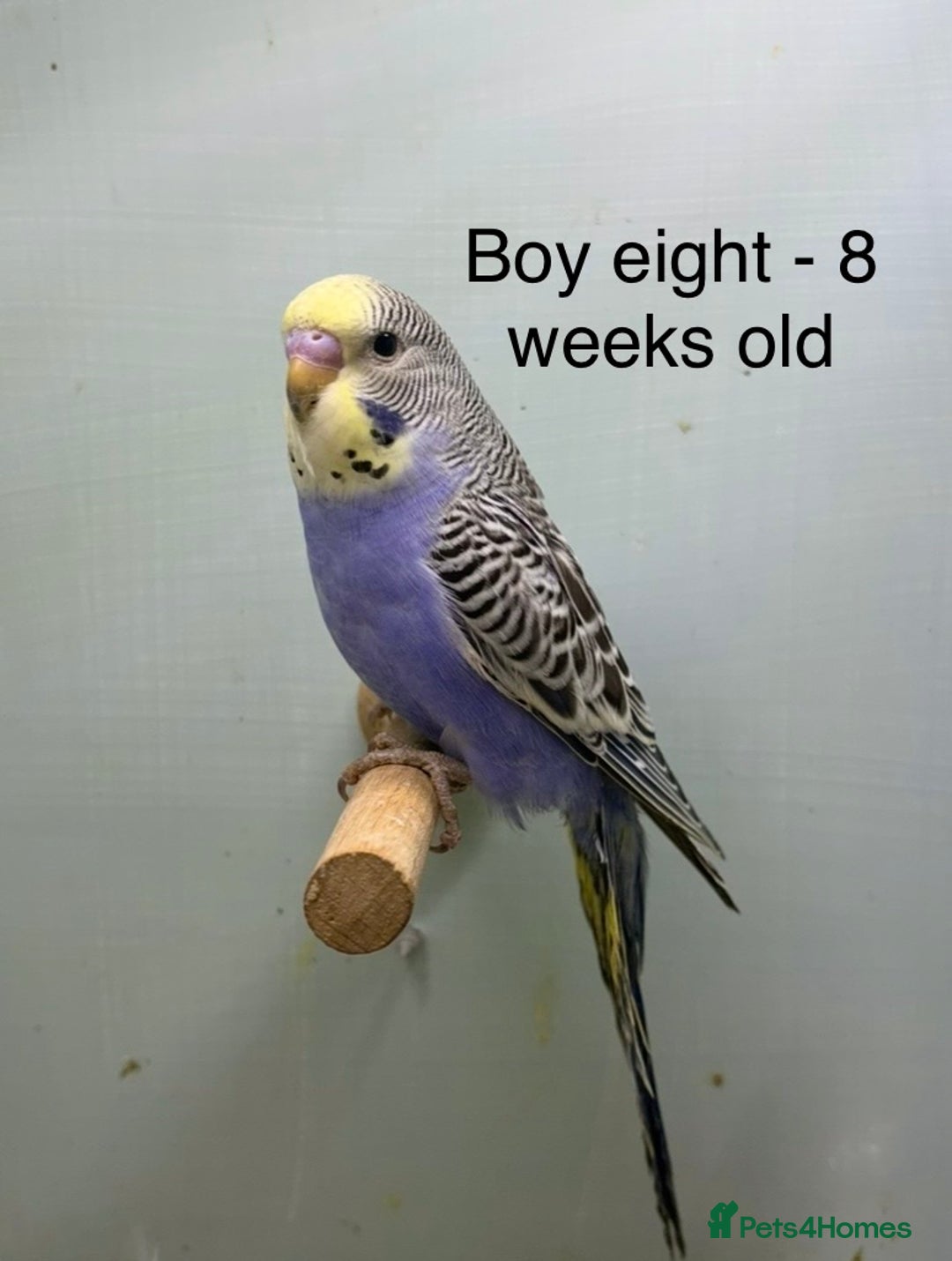 Budgerigars birds for sale: Stunning 8 week old baby budgies  - Advert 3