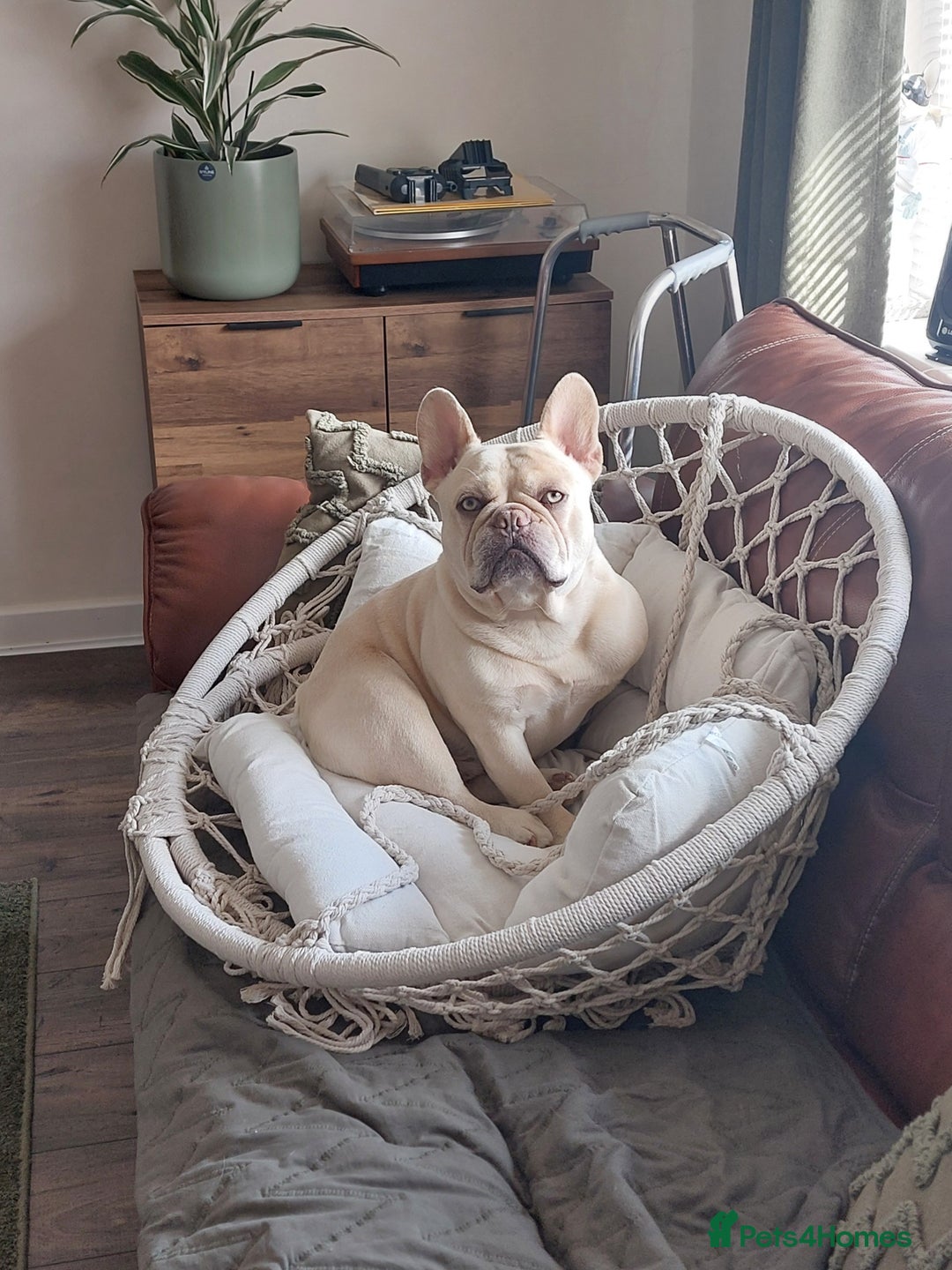 French Bulldog dogs for stud: Kc French bulldog Stud  - Image 1