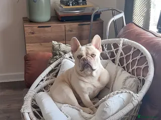 French Bulldog dogs Kc French bulldog Stud - Advert 17