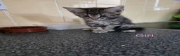 Mixed Breed cats for sale: Kittens looking for their forever homes - Advert 17