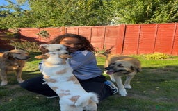 Mixed Breed dogs for adoption: 💖 Gentle Joky is waiting for her forever home! - Image 5