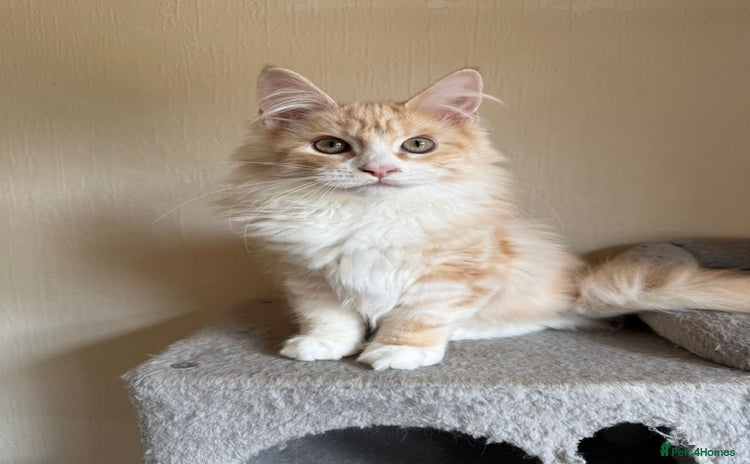 Maine Coon cats - Advert 2