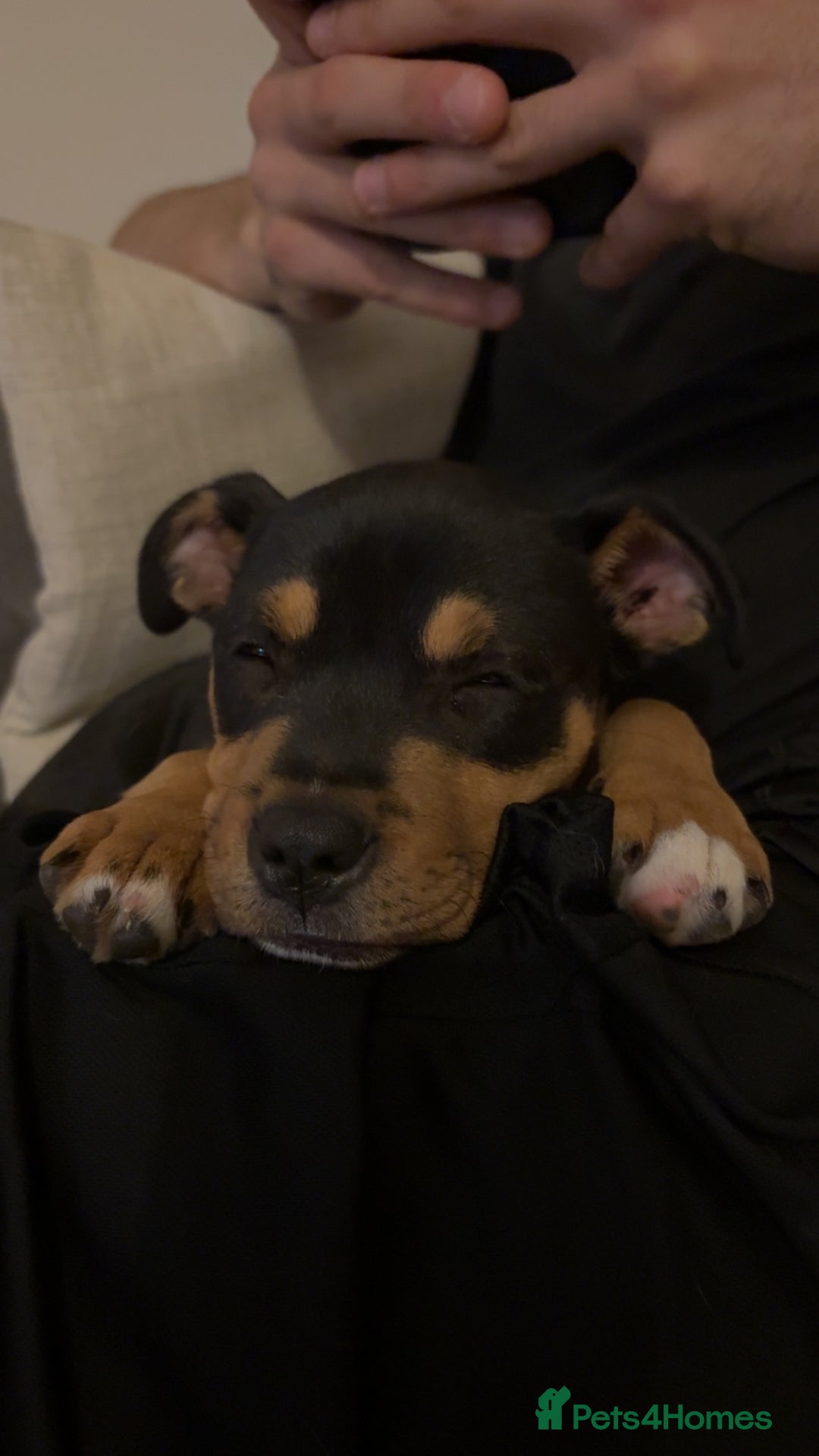 Staffordshire Bull Terrier dogs for sale: Staffy puppy - Image 5