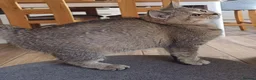 Scottish Fold cats for sale: Pretty Scottish Straight kittens  - Advert 12
