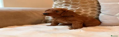 Cockapoo 3
