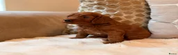 Cockapoo dogs for sale: ** RARE MAHOGANY RED F1 TOY COCKAPOO PUPS ** - Advert 9