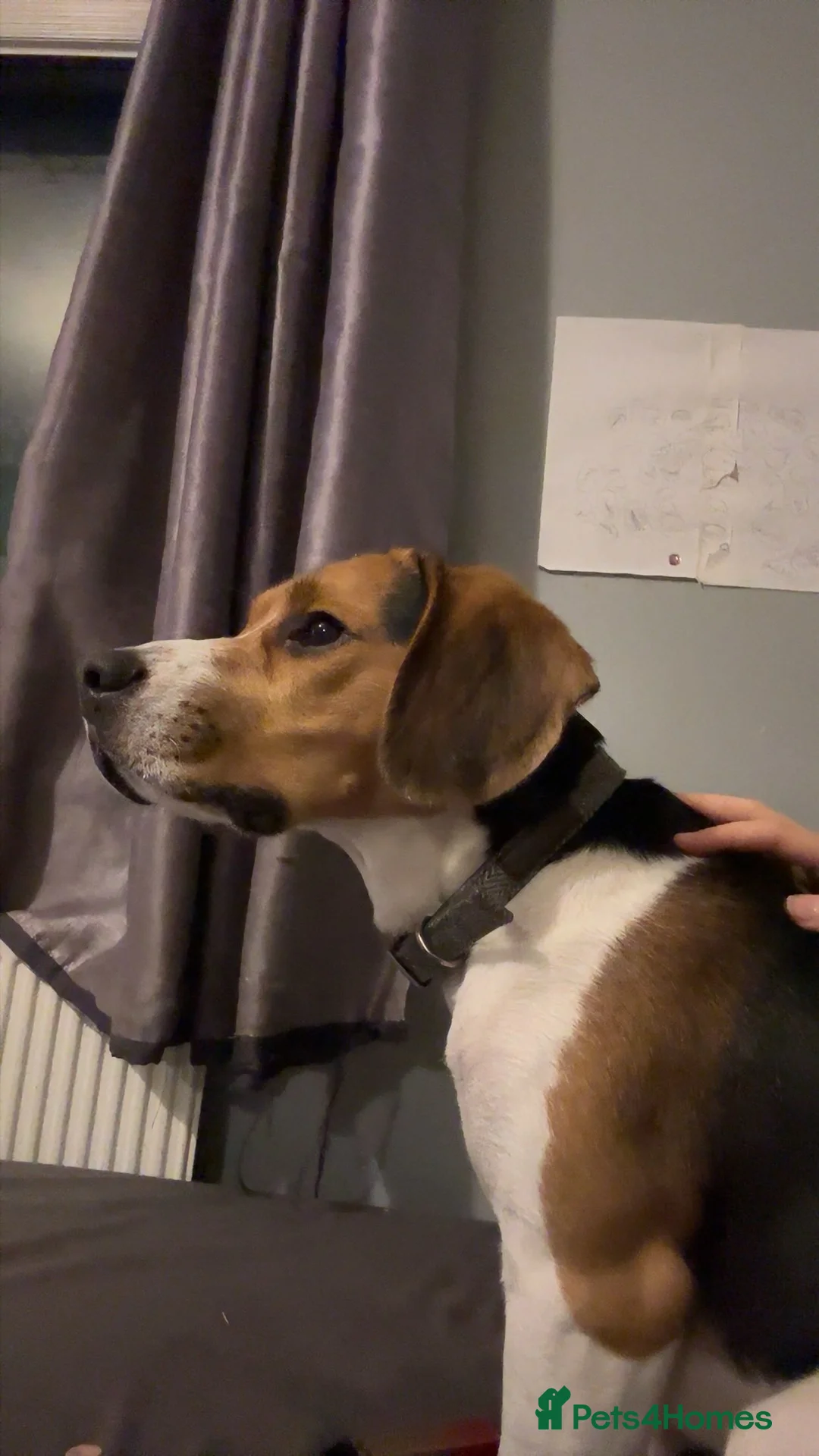 Beagle dogs for sale: Beagle - Advert 4