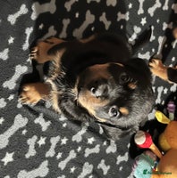 Rottweiler dogs 8 Beautiful, chunky Rottweiler pups - Advert 4