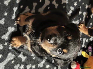 Rottweiler dogs - Advert 36