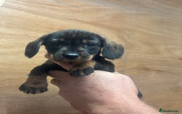 Dachshund dogs for sale: Ready now standard Wirehair dachshund (teckel)  - Image 6