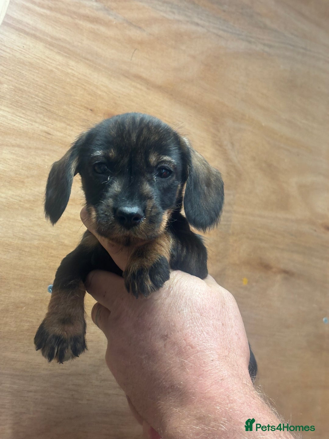 Dachshund dogs for sale: Ready now standard Wirehair dachshund (teckel)  - Image 6