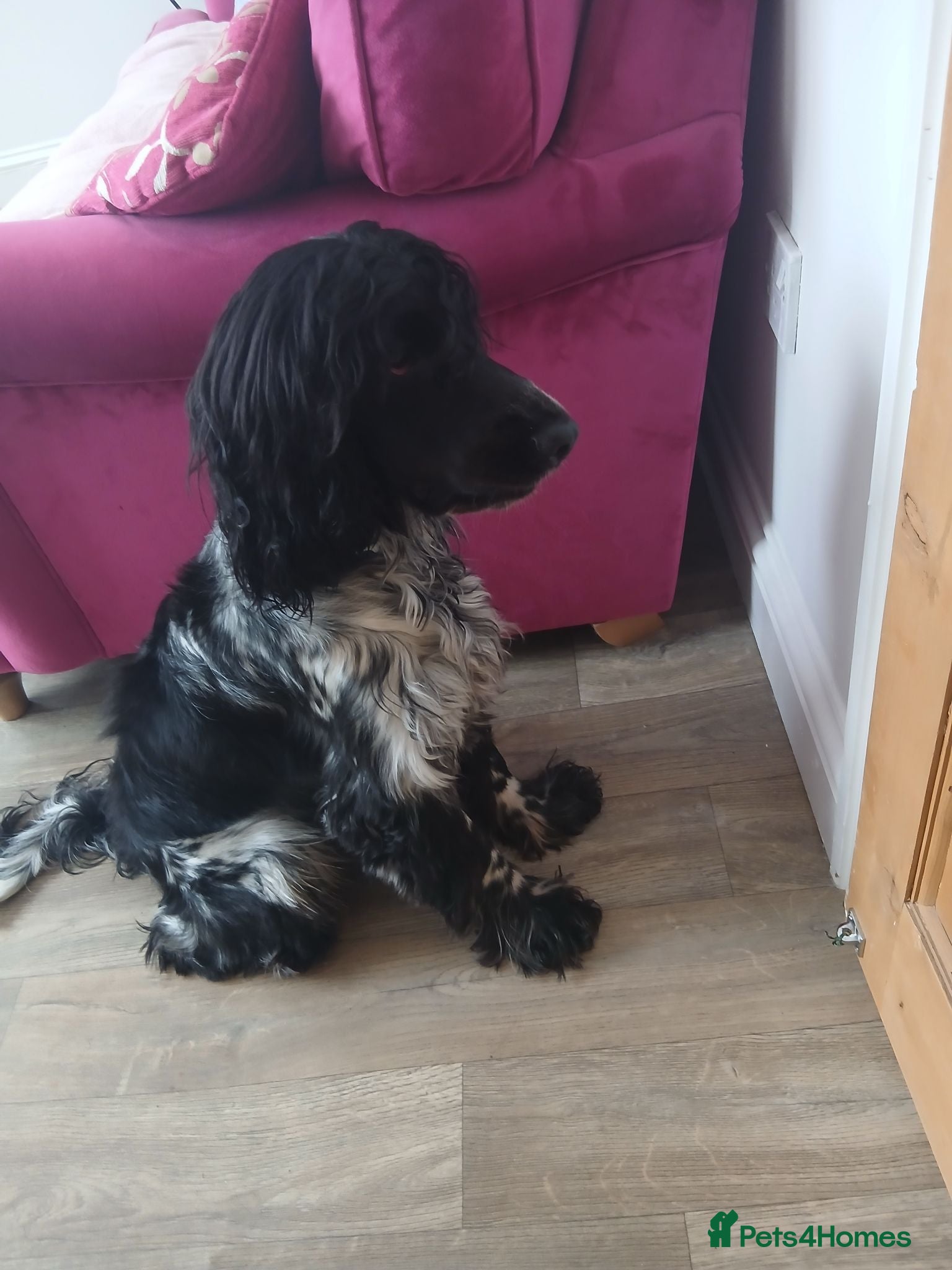 Cocker Spaniel dogs Baylee - Advert 1