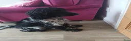 Cocker Spaniel dogs for sale: Baylee - Advert 1