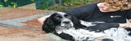 English Setter dogs for adoption: Hodor in Brampton - Advert 5