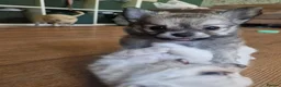 Chihuahua dogs for sale: First jab and health checked Luxury Chihuahua pups - Advert 6