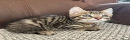 Mixed Breed cats for sale: 4 Beautiful Mixed Breed Kittens.  - Advert 7