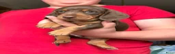 Dachshund dogs for sale: miniature dachshund boy chocolate and tan  - Advert 9