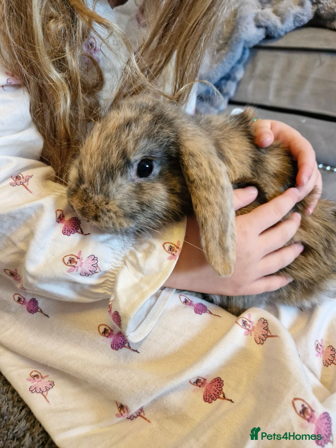 Mini Lop rabbits for sale: 2 mini lop baby rabbits 1 girl 1 boy  - Image 4