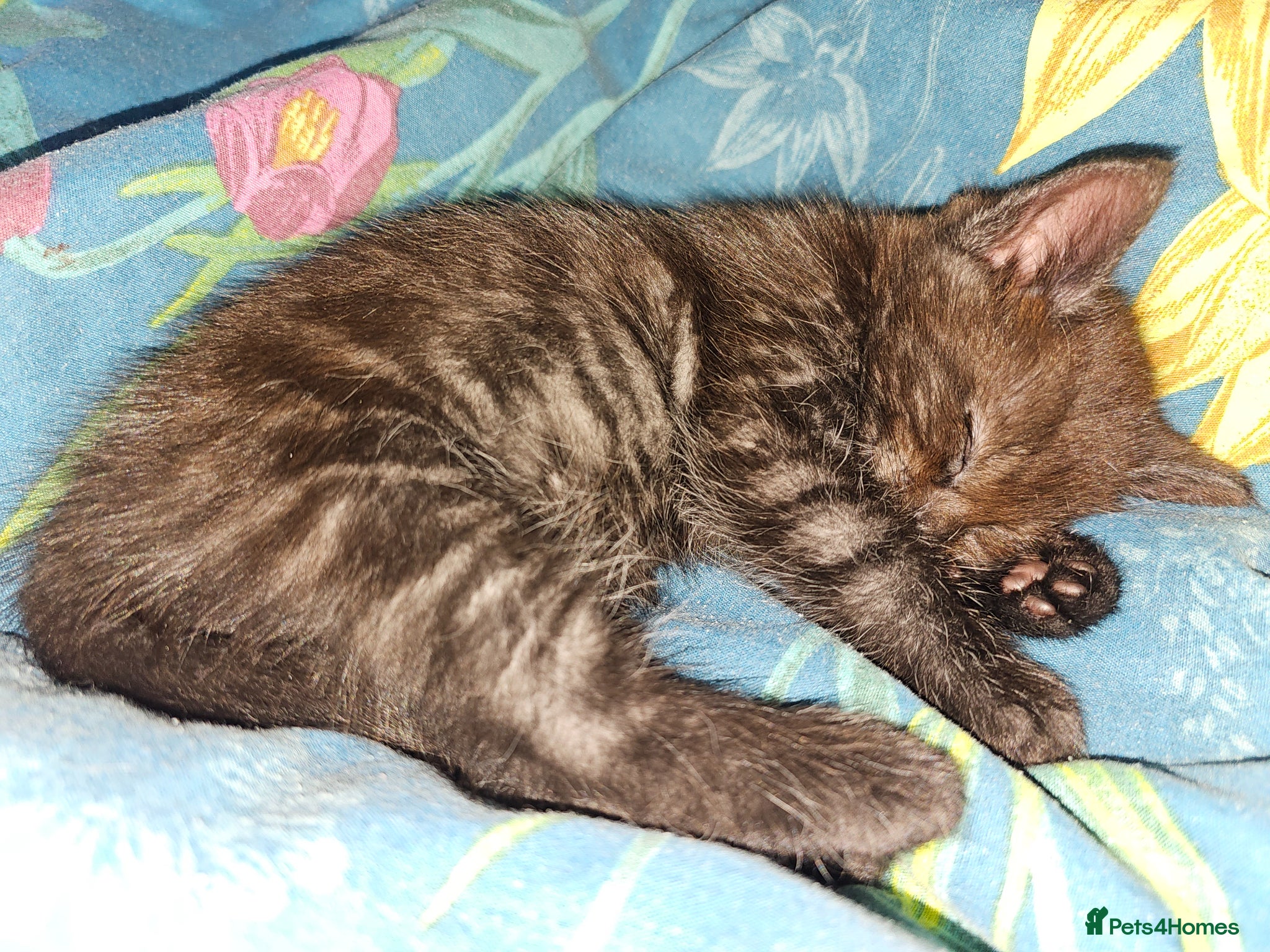 Mixed Breed cats READY NOW only Ghost Tabby left - Advert 5