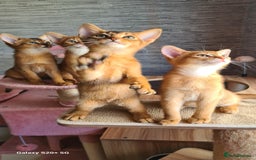 Abyssinian cats for sale: Abisinian kittens  - Image 15