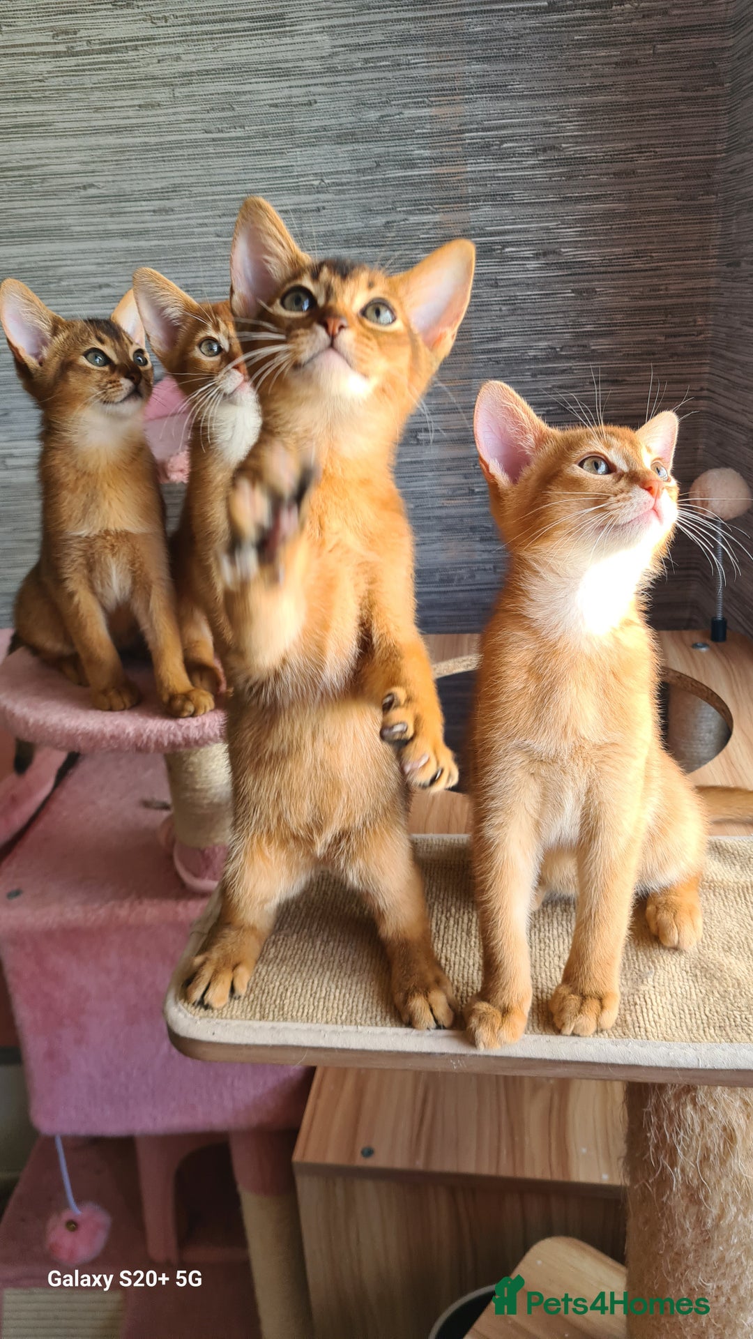 Abyssinian cats for sale: Abisinian kittens  - Image 15