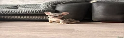 French Bulldog dogs for sale: Beautiful French bulldog pups in Basildon - Advert 3