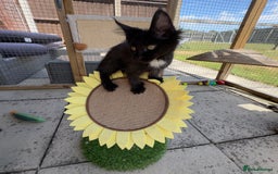 Maine Coon cats for sale: Ready Now! Conancoon GCCF Registered Maine Coon - Image 33