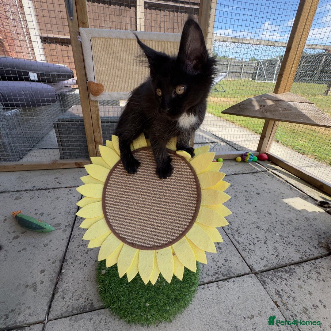 Maine Coon cats for sale: Ready Now! Conancoon GCCF Registered Maine Coon - Image 33