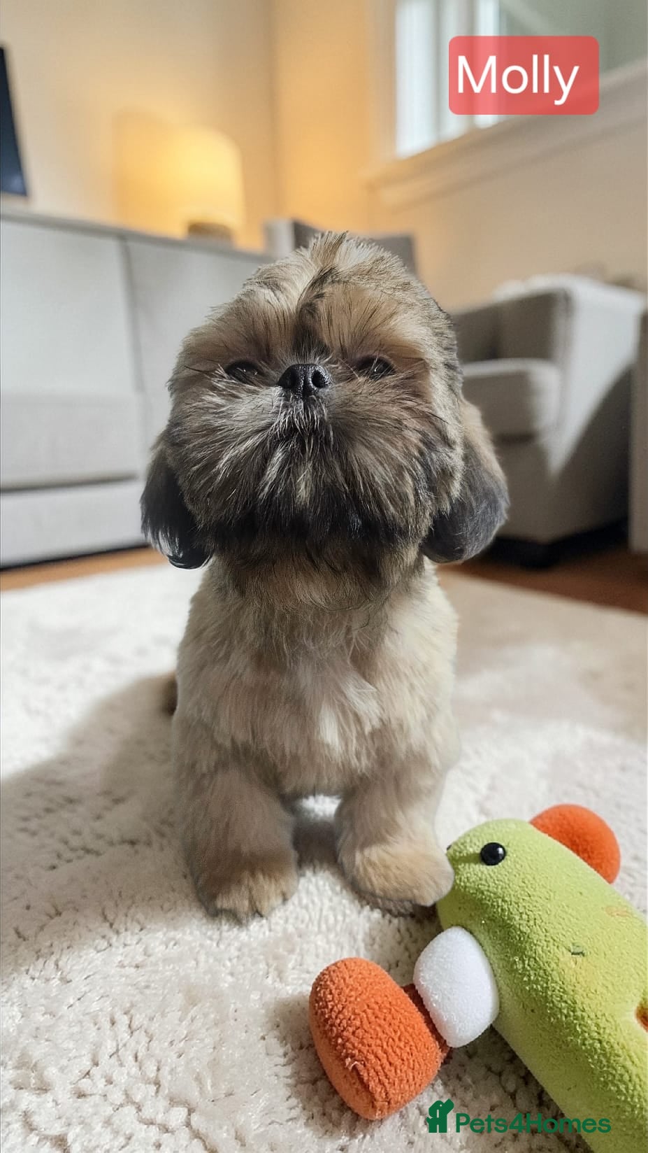 Shih Tzu dogs 💞 QUALITY STANDARD SHIH TZU 💞 - Advert 1