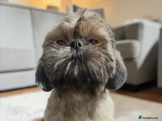 Shih Tzu dogs 💞 QUALITY STANDARD SHIH TZU 💞 - Advert 1