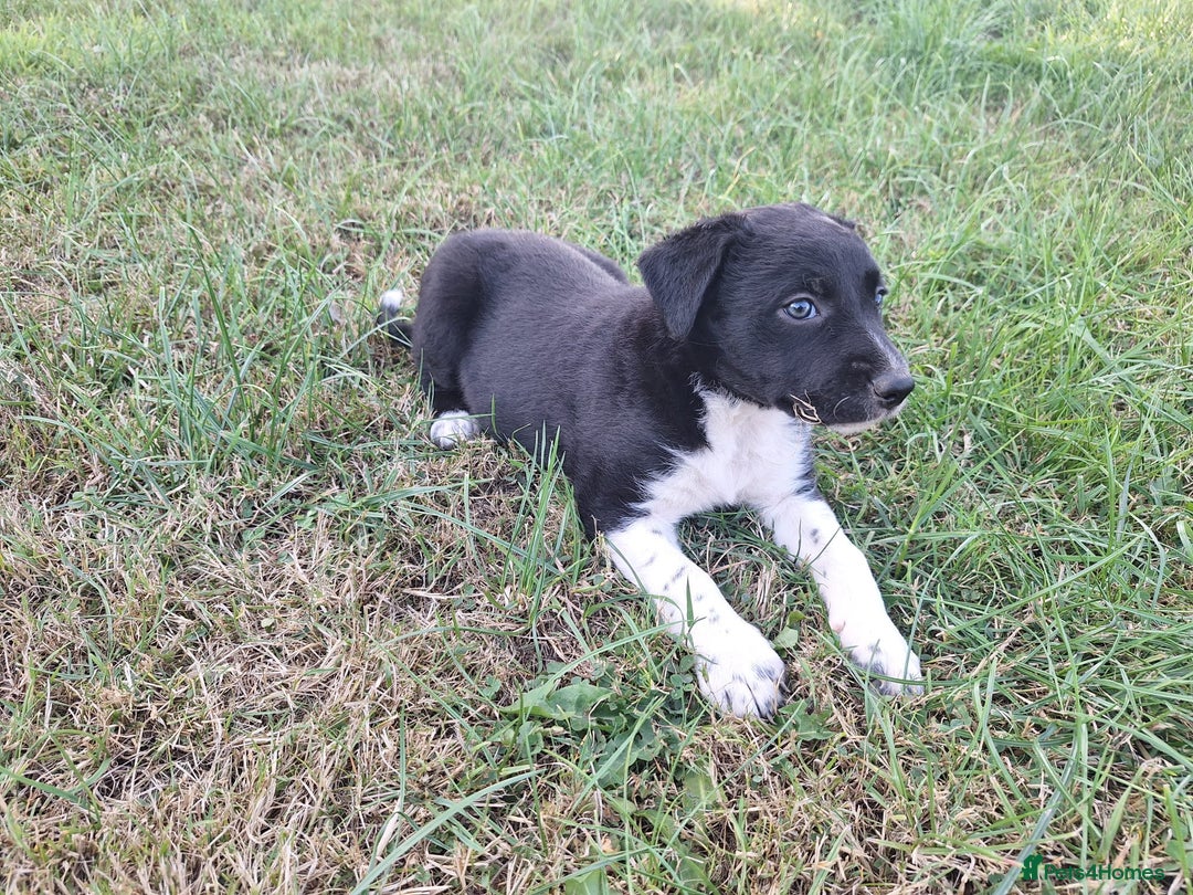 Border Collie dogs for sale: Border Collie pup's  - Image 6