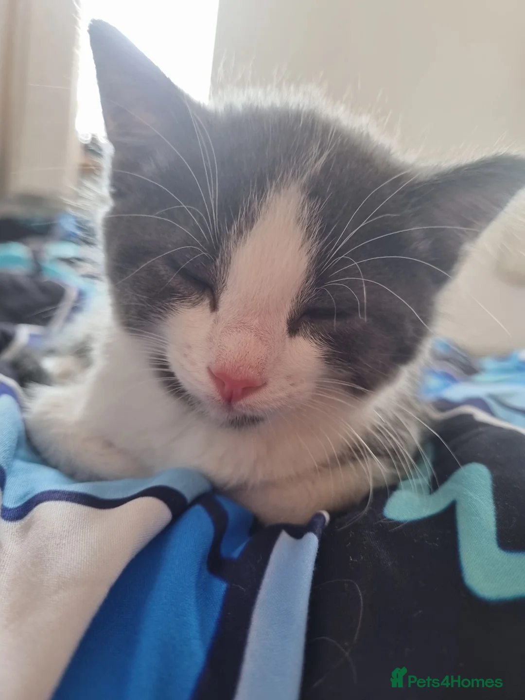 Mixed Breed cats for sale: Kitten boy - Advert 2